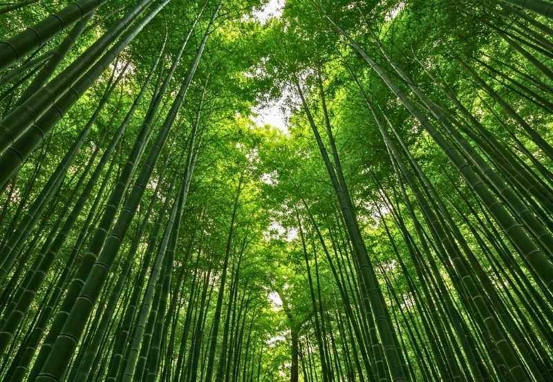Lush bamboo forest representing sustainability, renewable materials, environmental conservation, and eco-conscious commercial interior design.